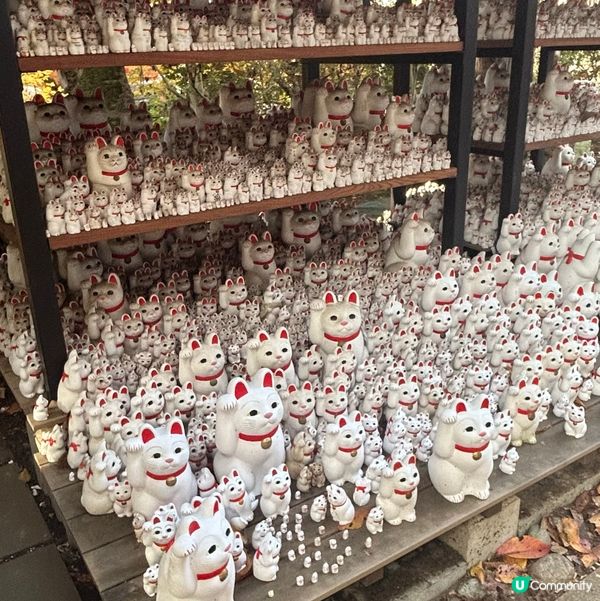 貓奴必去招財貓寺 — 豪德寺