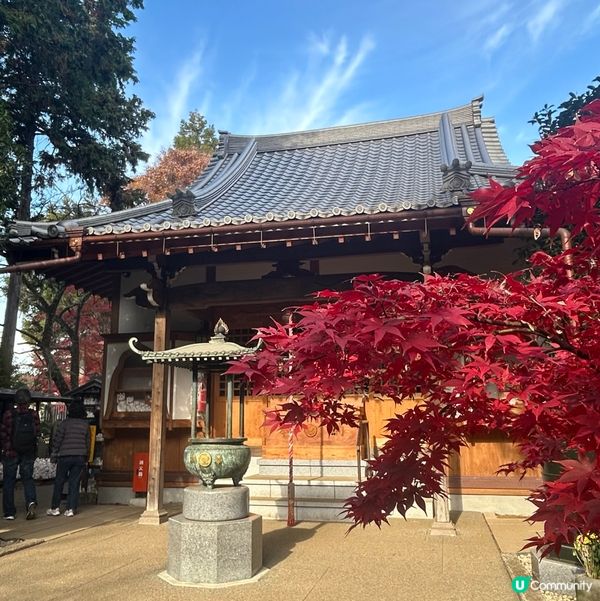 貓奴必去招財貓寺 — 豪德寺