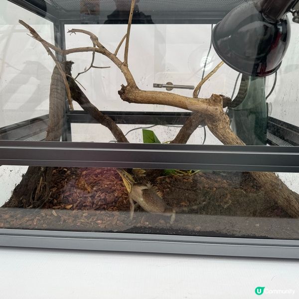 一年一度嘅｢北區花鳥蟲魚展覽2024｣又再來了｡