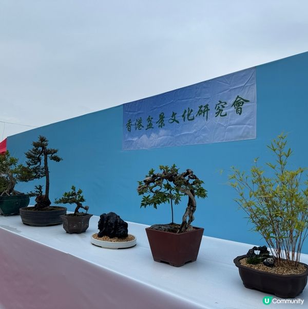 一年一度嘅｢北區花鳥蟲魚展覽2024｣又再來了｡