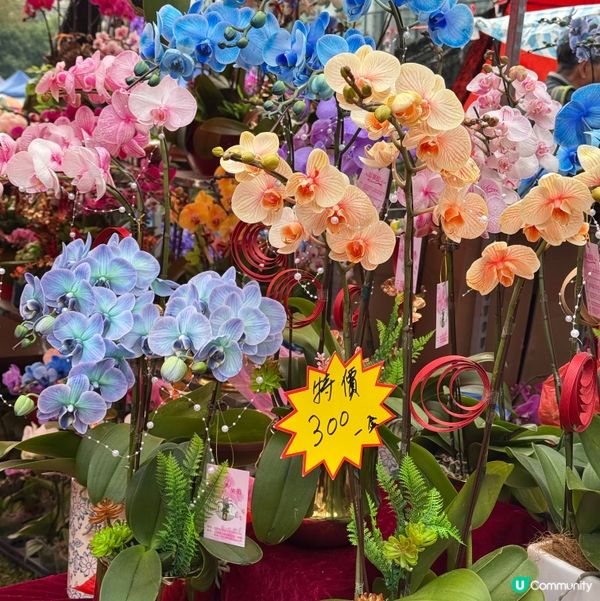 一年一度嘅｢北區花鳥蟲魚展覽2024｣又再來了｡