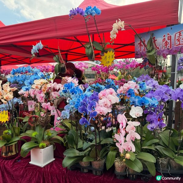 一年一度嘅｢北區花鳥蟲魚展覽2024｣又再來了｡