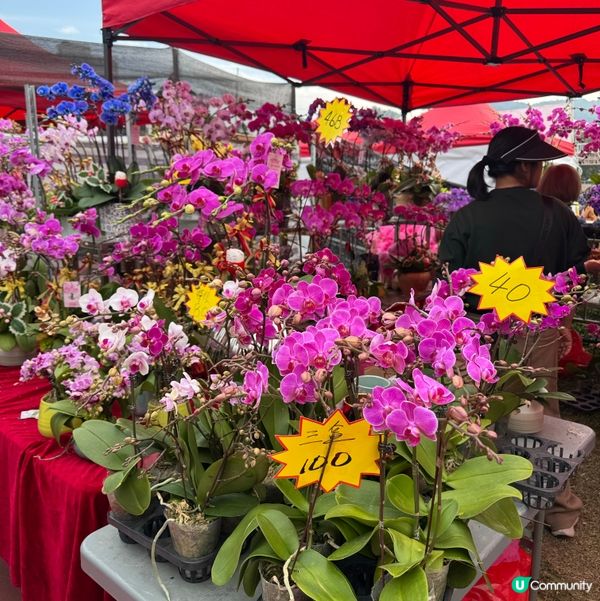 一年一度嘅｢北區花鳥蟲魚展覽2024｣又再來了｡