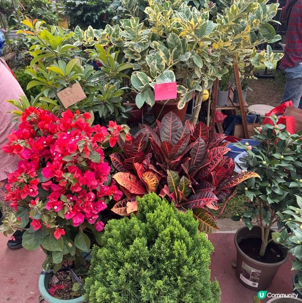 一年一度嘅｢北區花鳥蟲魚展覽2024｣又再來了｡