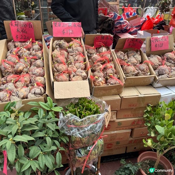 一年一度嘅｢北區花鳥蟲魚展覽2024｣又再來了｡