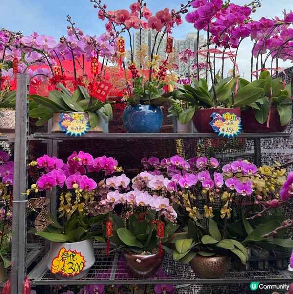 一年一度嘅｢北區花鳥蟲魚展覽2024｣又再來了｡