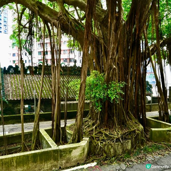 紅香爐天后廟，歷史悠久！🙏✨