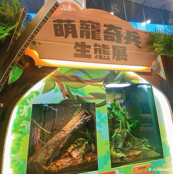 太子｜萌寵奇兵生態展🦎