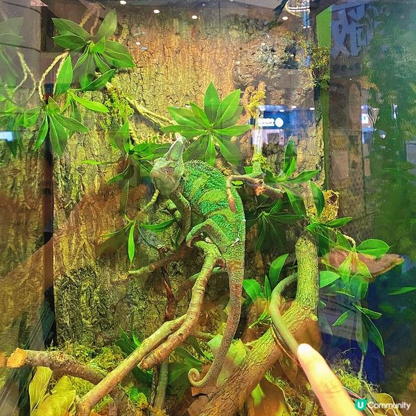 太子｜萌寵奇兵生態展🦎