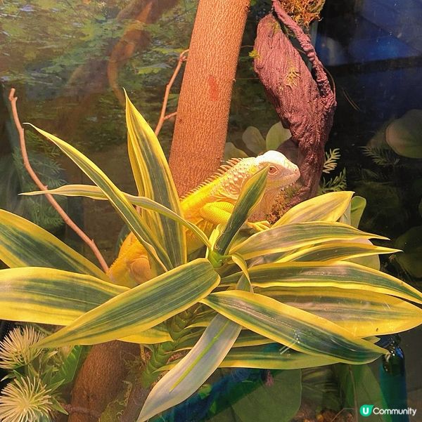 太子｜萌寵奇兵生態展🦎