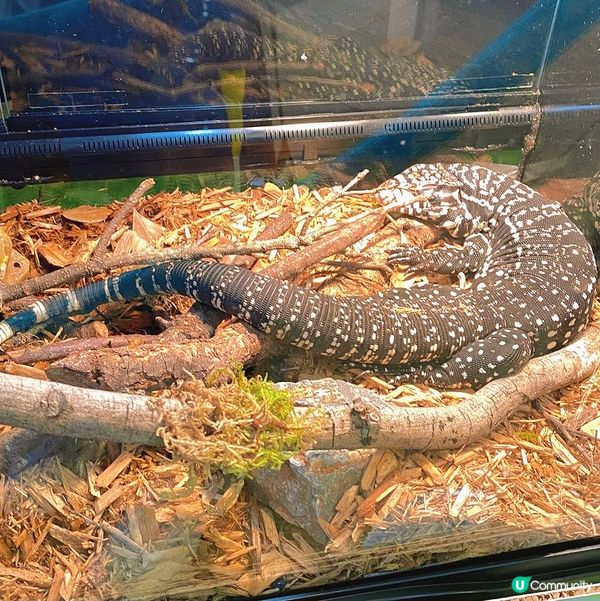 太子｜萌寵奇兵生態展🦎