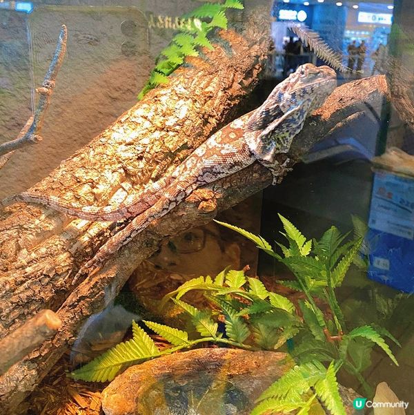 太子｜萌寵奇兵生態展🦎