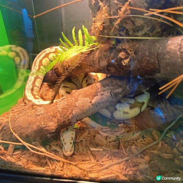 太子｜萌寵奇兵生態展🦎