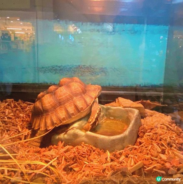 太子｜萌寵奇兵生態展🦎