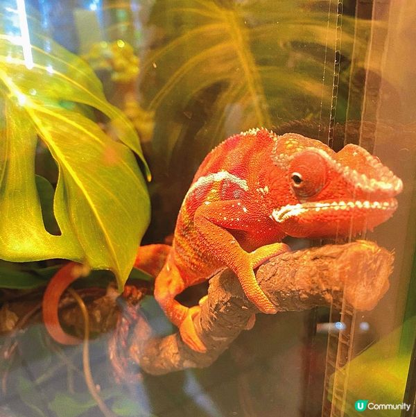 太子｜萌寵奇兵生態展🦎