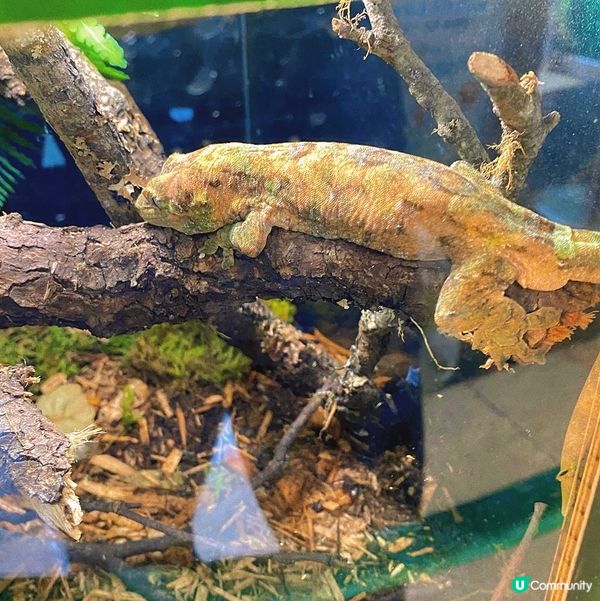 太子｜萌寵奇兵生態展🦎