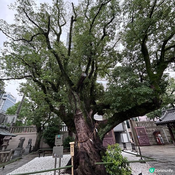 日本/大阪難波神社400年樟樹見證歷史🌳