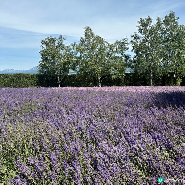北海道夏日限定：富良野薰衣草💜哈密瓜🍈