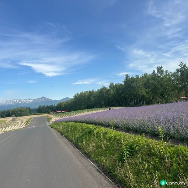 親子旅行夏日必去：北海道四季彩之丘💜