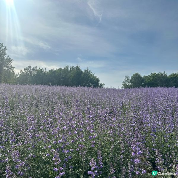 親子旅行夏日必去：北海道四季彩之丘💜