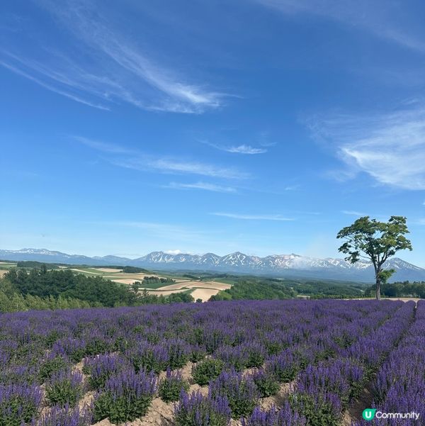 親子旅行夏日必去：北海道四季彩之丘💜
