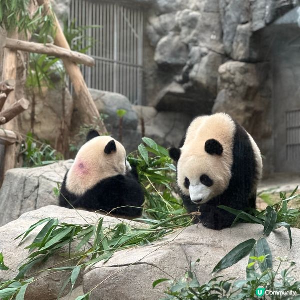 去香港海洋公園睇熊貓家姐細佬🖤🤍