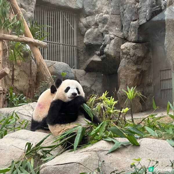 去香港海洋公園睇熊貓家姐細佬🖤🤍
