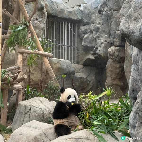 去香港海洋公園睇熊貓家姐細佬🖤🤍