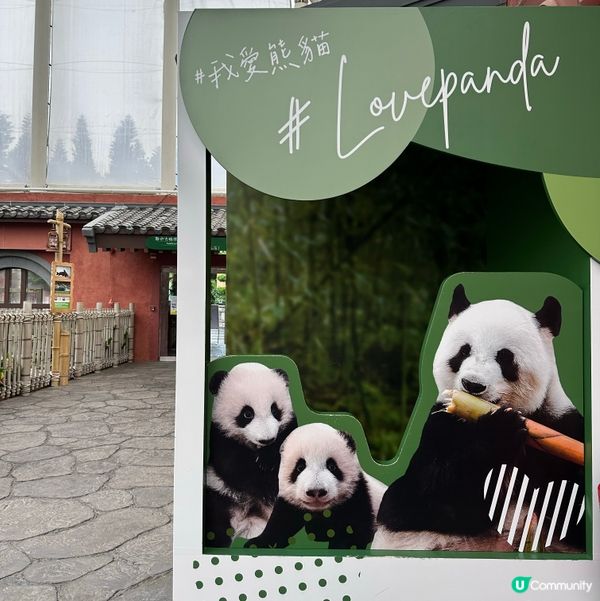 去香港海洋公園睇熊貓家姐細佬🖤🤍