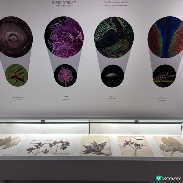 香港/🦎自然生態博物館展覽互動體驗親子chill住玩🦕