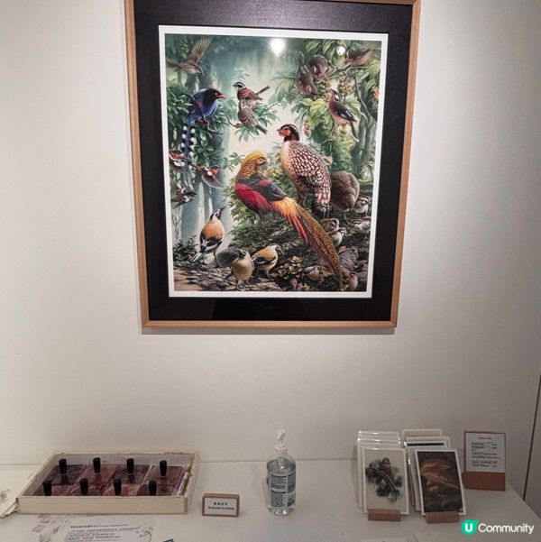 香港/🦎自然生態博物館展覽互動體驗親子chill住玩🦕