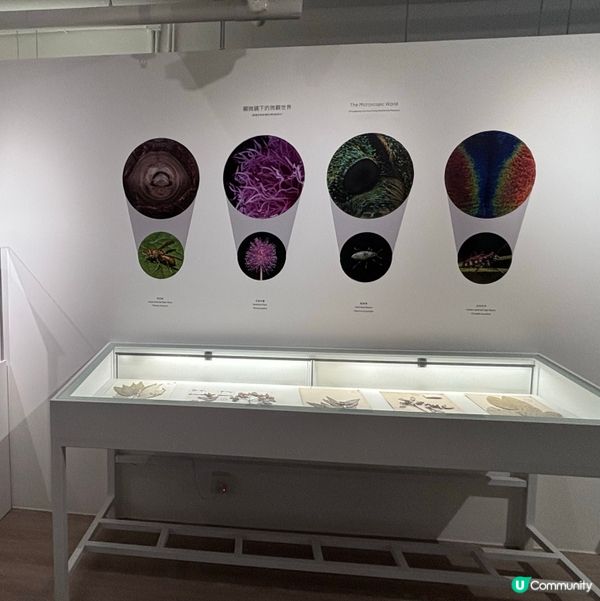 香港/🦎自然生態博物館展覽互動體驗親子chill住玩🦕