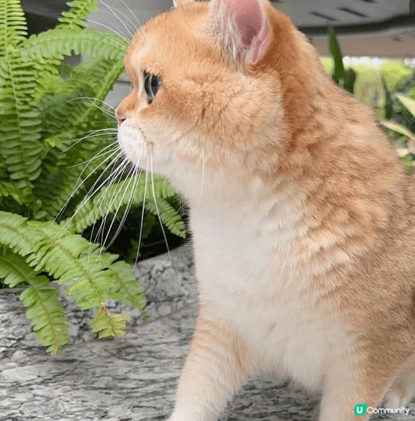 今日帶左ballball去cafe同朋友傾偈聊天，佢對周圍環...