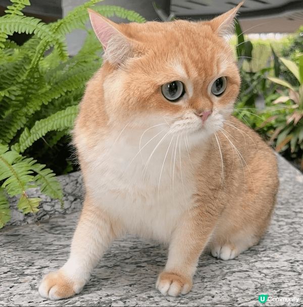 今日帶左ballball去cafe同朋友傾偈聊天，佢對周圍環...