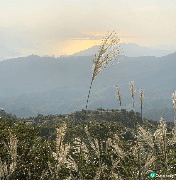 芒草山徑打卡📸！大帽山走起！🌾