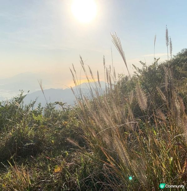 芒草山徑打卡📸！大帽山走起！🌾