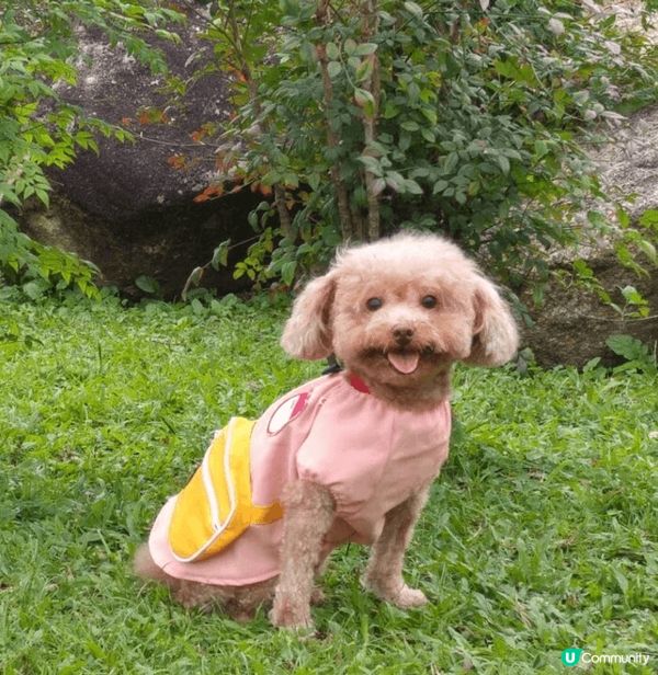 到沙田彭福公園遊玩，除了可以在草地上自由奔跑，又可認識新朋友...