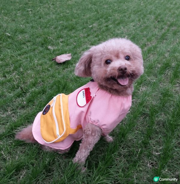 到沙田彭福公園遊玩，除了可以在草地上自由奔跑，又可認識新朋友...