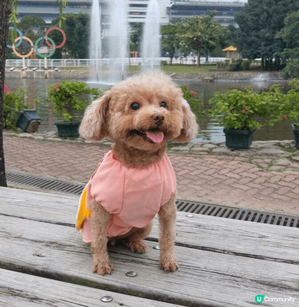到沙田彭福公園遊玩，除了可以在草地上自由奔跑，又可認識新朋友...