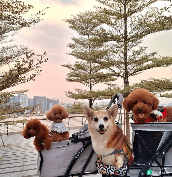 鴨脷洲有間咁大咁靚既pet friendly餐廳＋dog s...