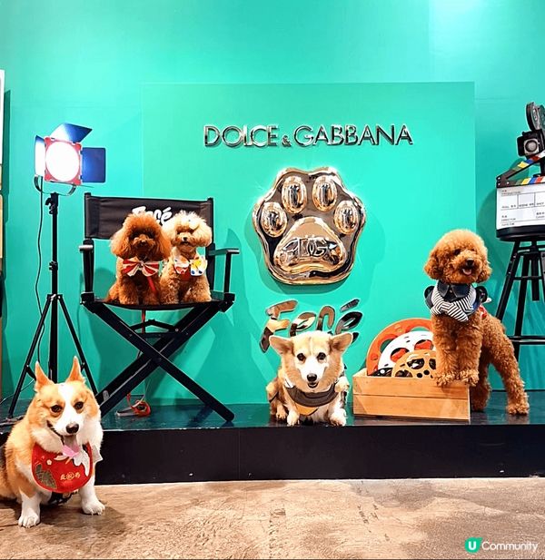 鴨脷洲有間咁大咁靚既pet friendly餐廳＋dog s...