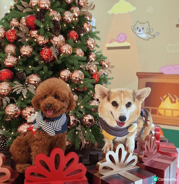 鴨脷洲有間咁大咁靚既pet friendly餐廳＋dog s...