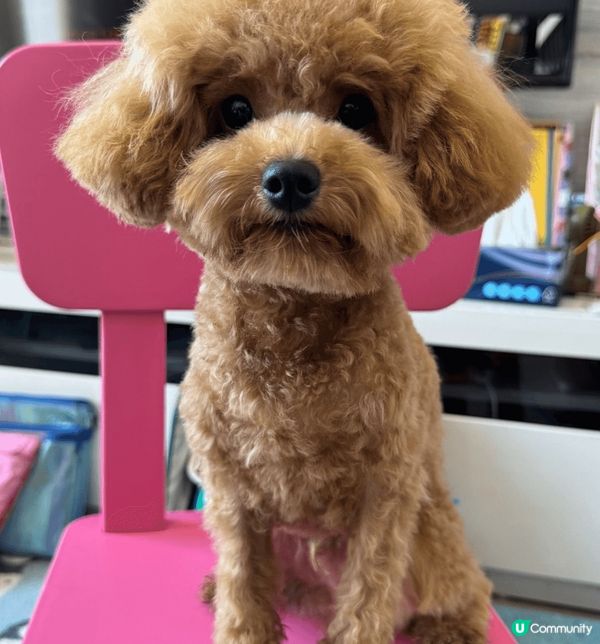 Hello 大家好，我個名叫星星呀，係男仔黎架，可唔可愛呢，...