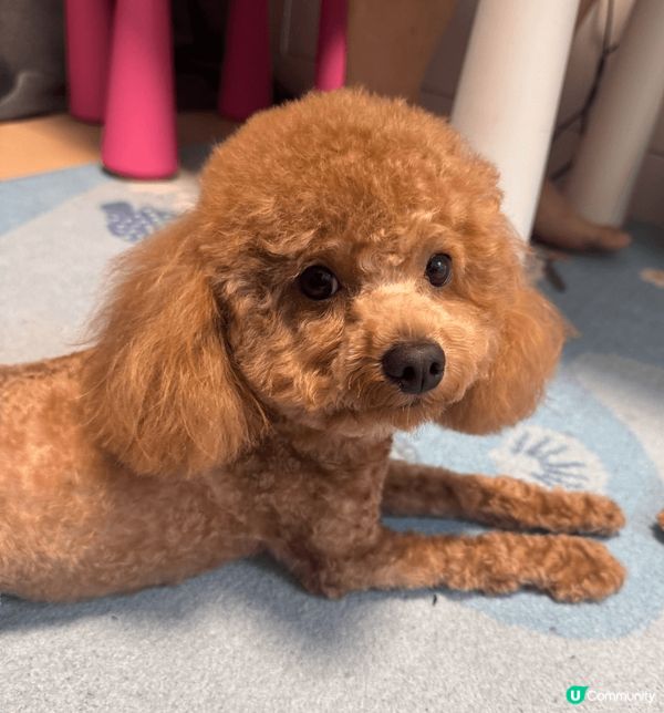 Hello 大家好，我個名叫星星呀，係男仔黎架，可唔可愛呢，...