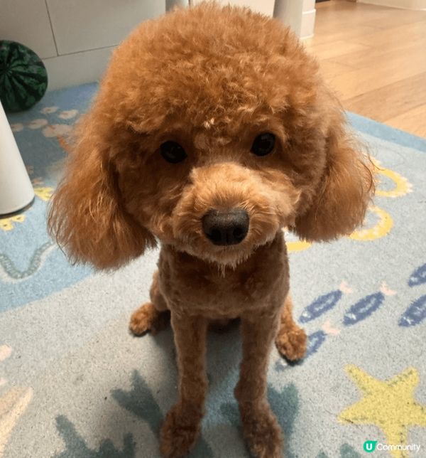 Hello 大家好，我個名叫星星呀，係男仔黎架，可唔可愛呢，...