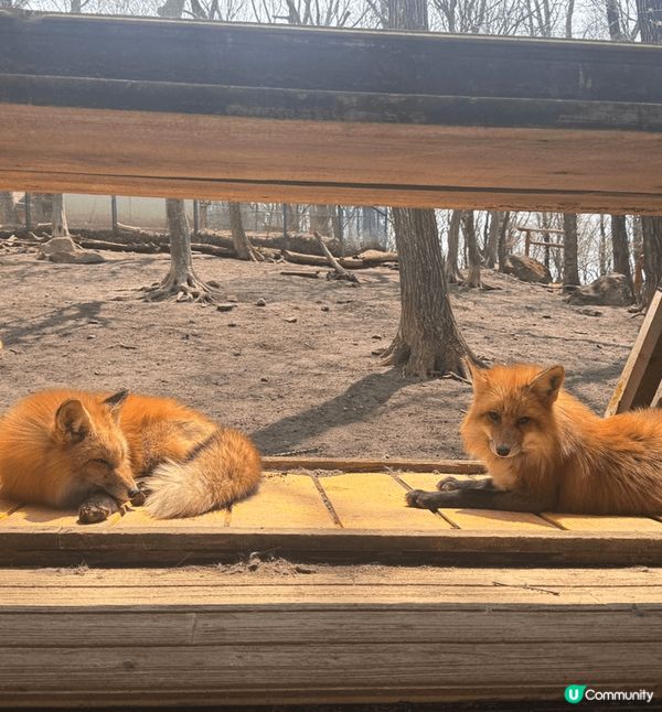 藏王狐狸村-雖然交通不是很方便，但也值得一去，看看在自然環境...