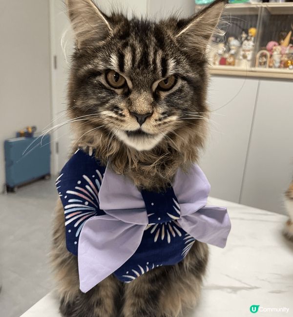 家有6貓，都是緬因貓