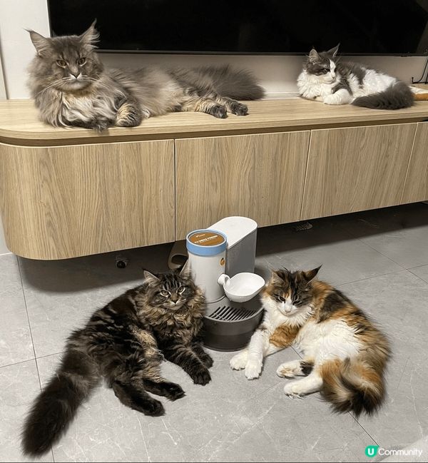 家有6貓，都是緬因貓