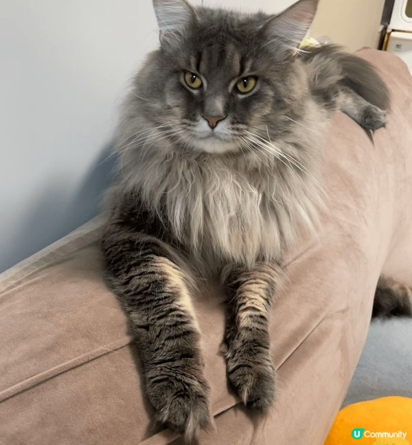 家有6貓，都是緬因貓