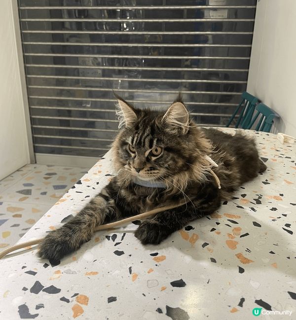 家有6貓，都是緬因貓